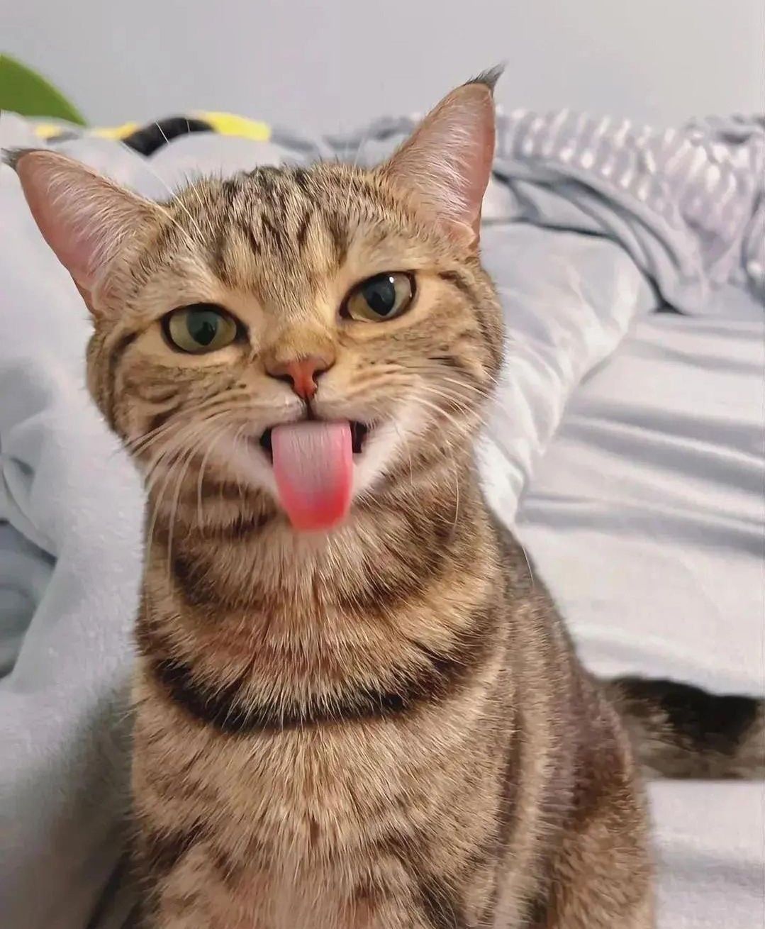 1079x1310 Funny cats