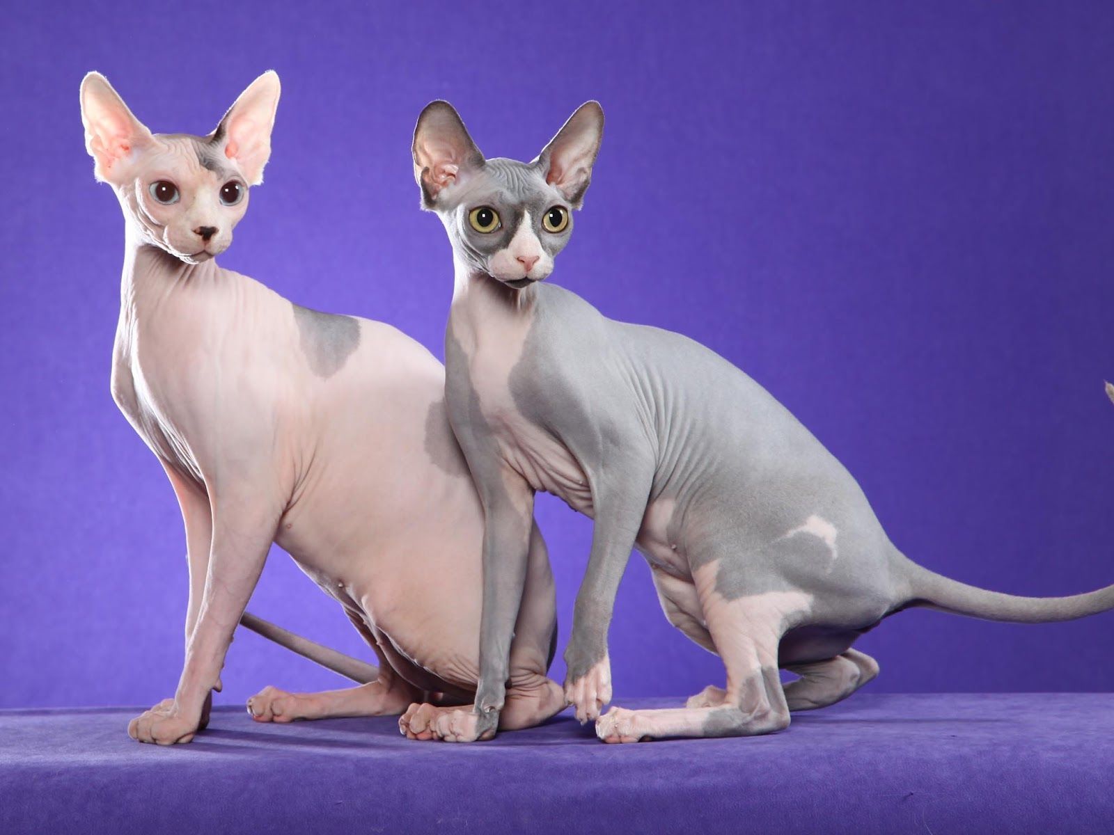 1600x1200 Animal Sphynx Cat HD Wallpaper