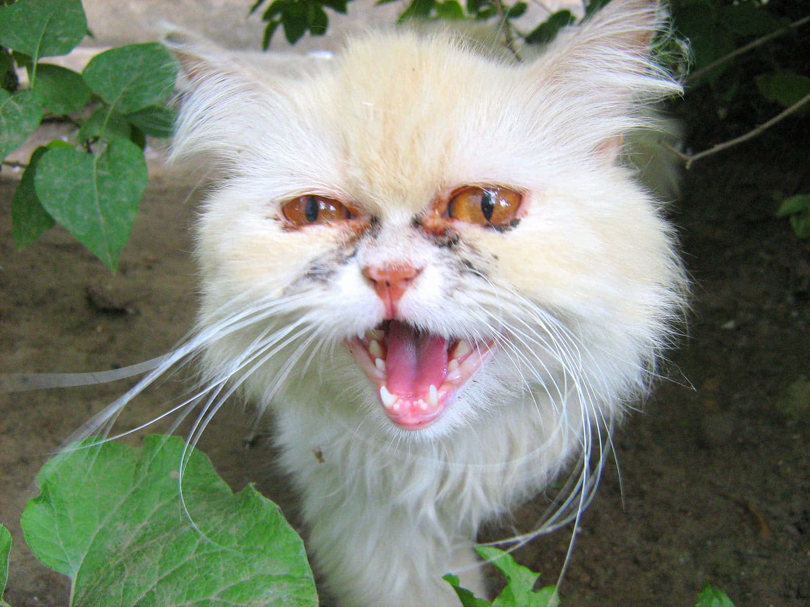 1600x1200 Download A Cat With A White Fur