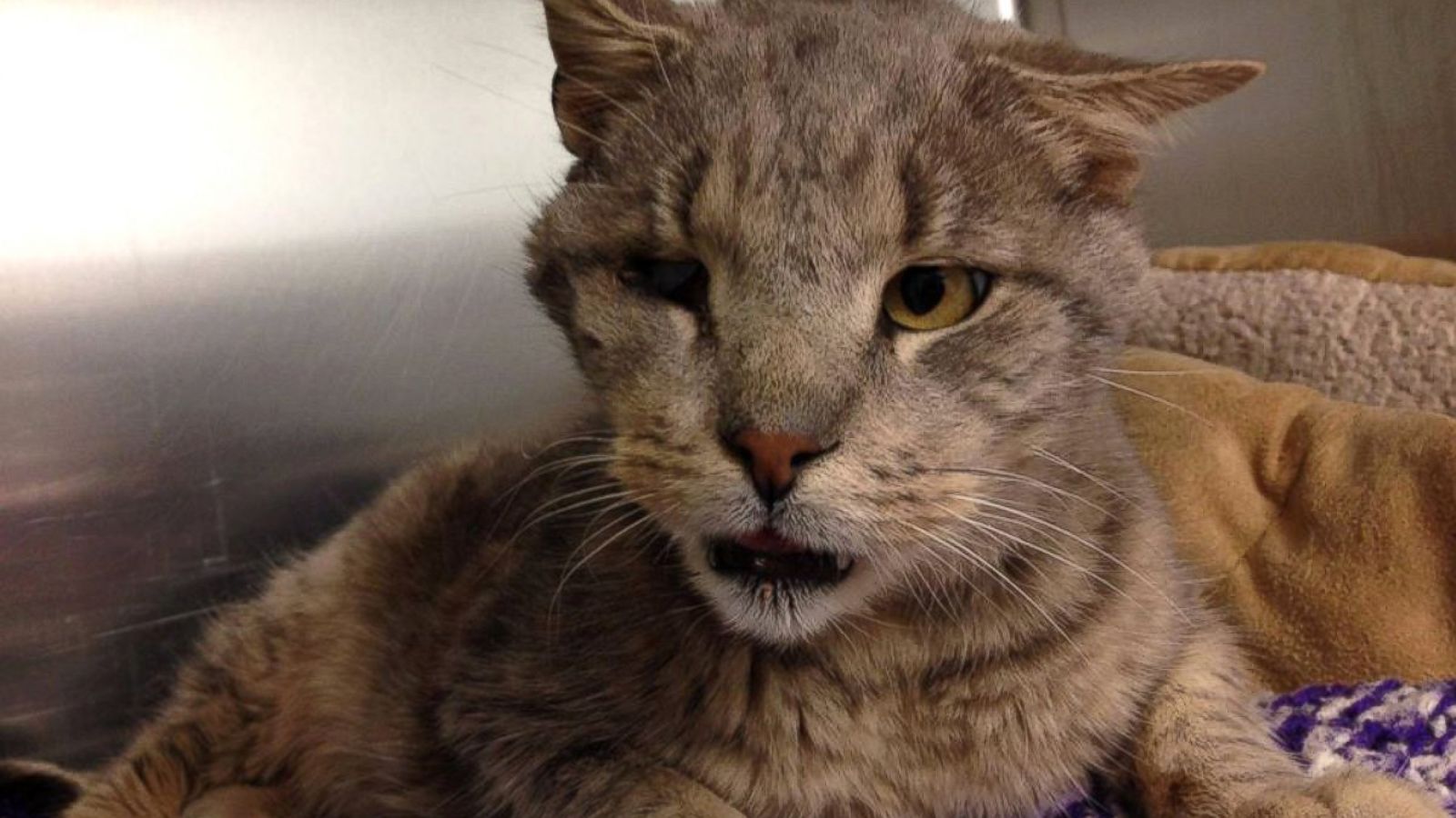 1600x900 Meet Zeb, The Adorably Ugly One Eyed, Four Toothed Senior Cat