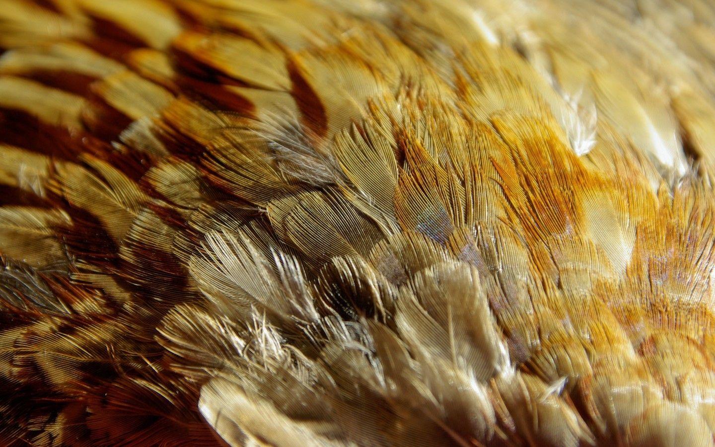 1440x900 Download 1440x900 Feathers Wallpaper for MacBook Pro 15 inch