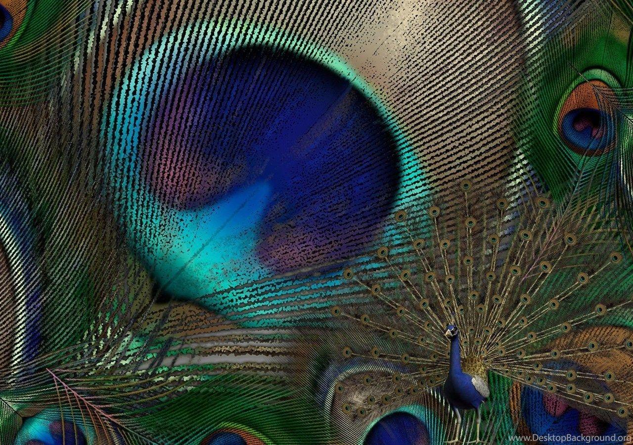 1280x900 Peacock Feathers Wallpaper Desktop Background