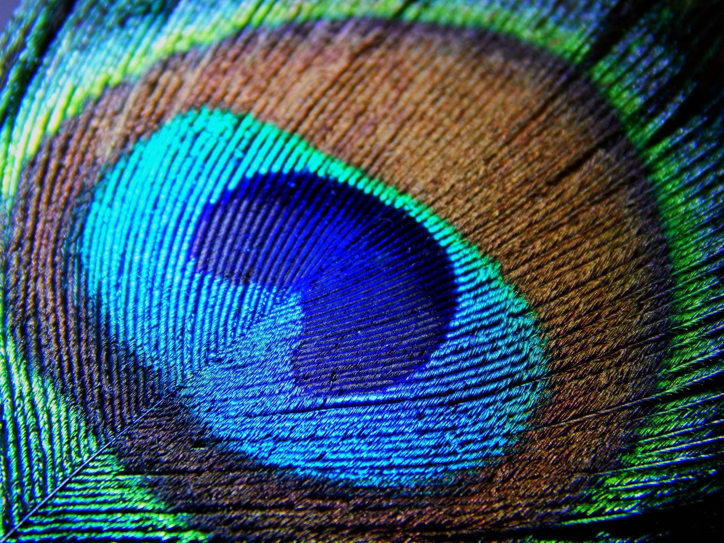 2304x1728 Peacock Feather Wallpaper