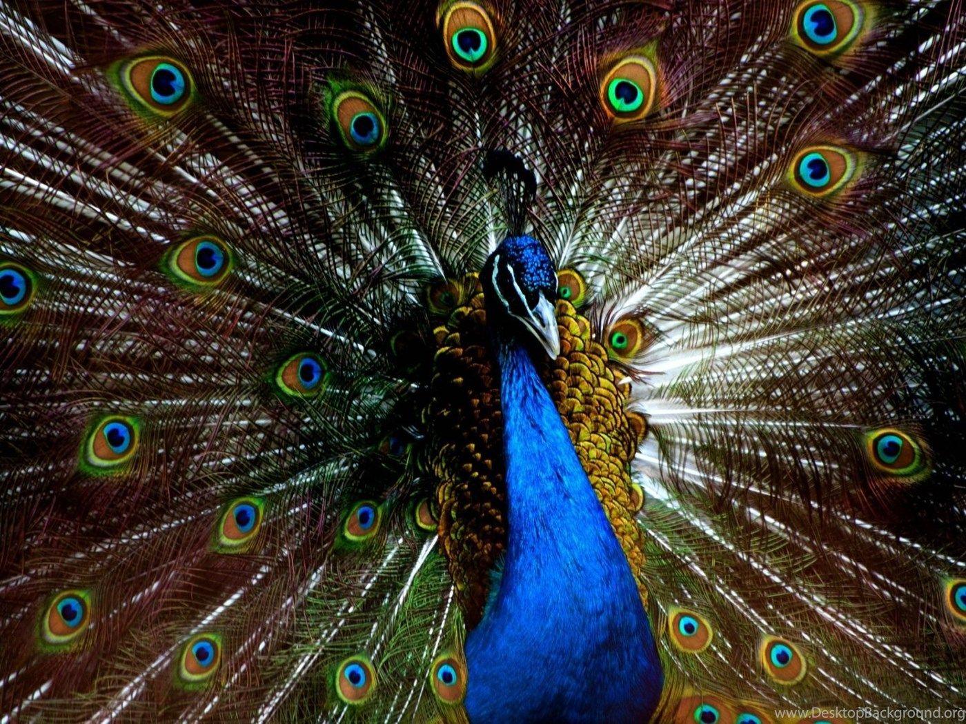 1400x1050 Peacock Feathers Wallpaper HD For Desktop Desktop Background