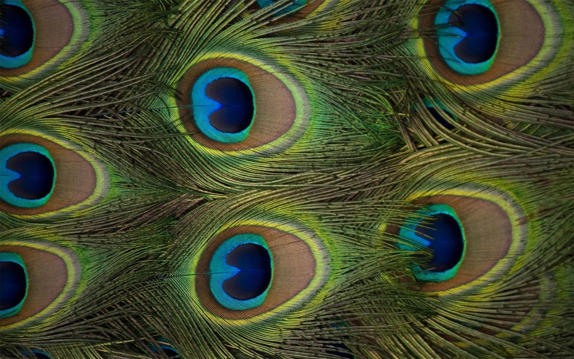 1920x1200 Wallpaper of Peacock Feathers HD 2018