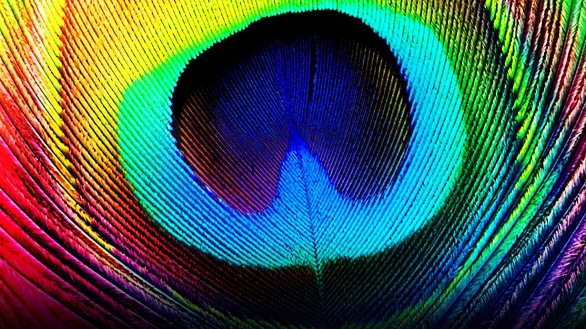 1920x1080 Wallpaper Wiki HD Peacock Feathers Wallpaper PIC WPE007095 HD