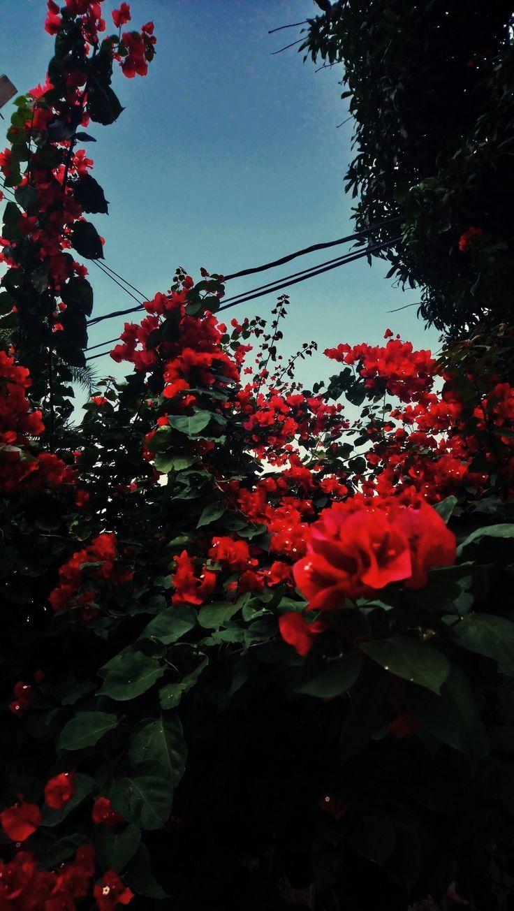 736x1304 hoa đỏ # yêu.  {hoa & hoa} vào năm 2019. Hoa màu đỏ