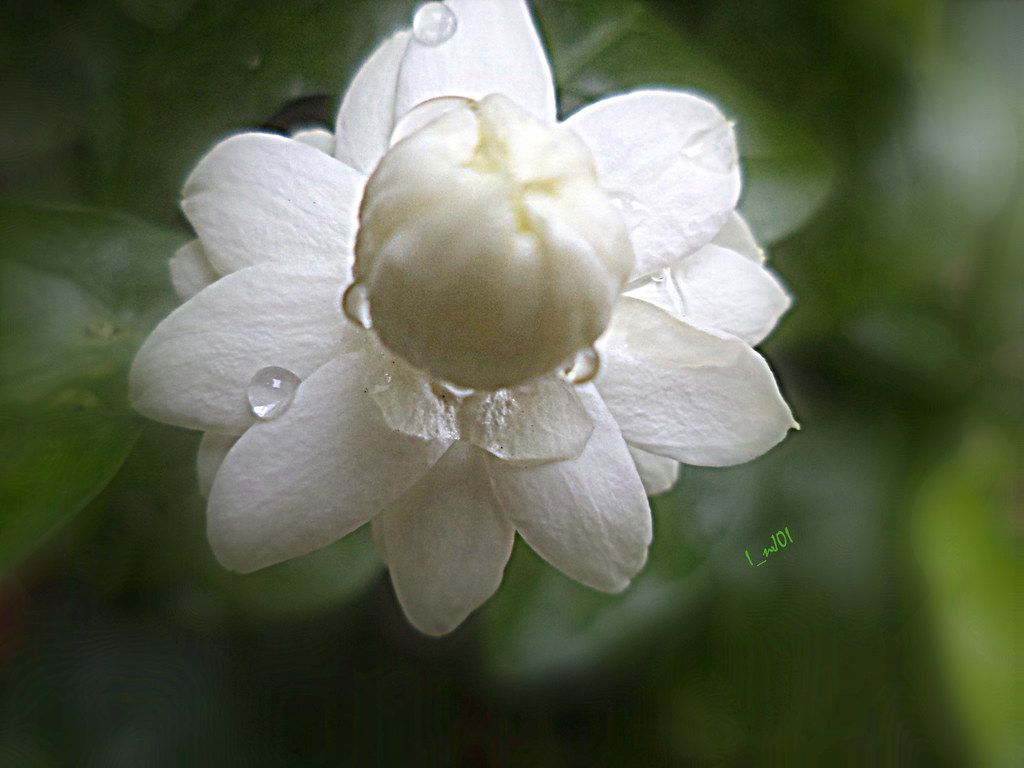 1024x768 Mogra Flower