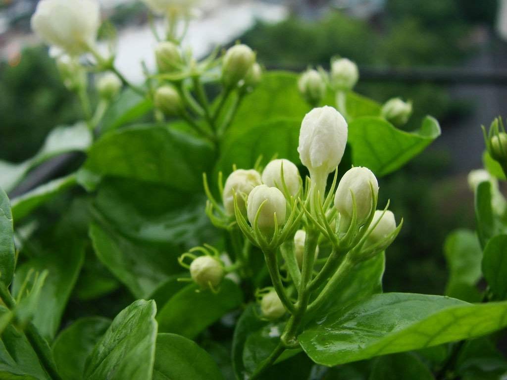 1024x768 Plants Point Rare Live Arabian Jasmine Mogra Plants Point : Amazon.in: Garden & Outdoors