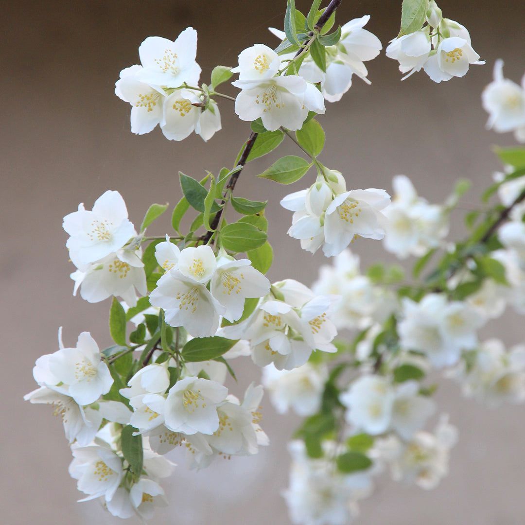 1080x1080 Jasmine Frosted Jar Candle