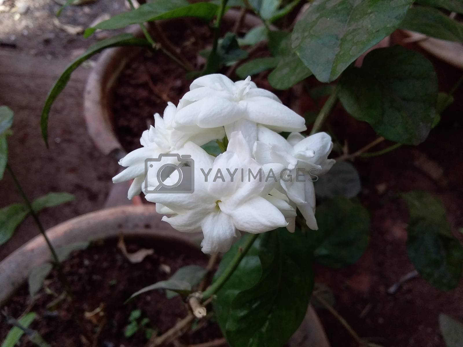 1600x1200 Jasminum sambac or mogra flower by gswagh71 Vectors & Illustrations Free download