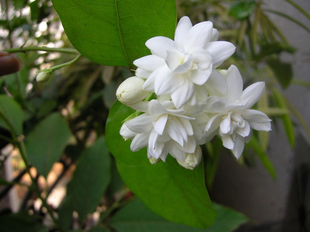1024x768 Mogara Seven. Common name: Arabian Jasmine 'Belle