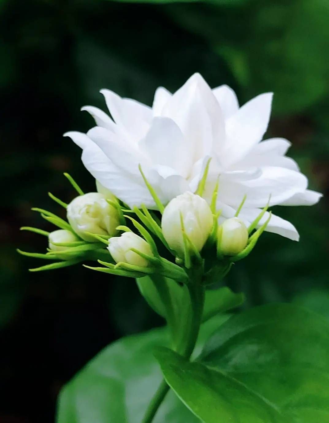1073x1380 White beauty