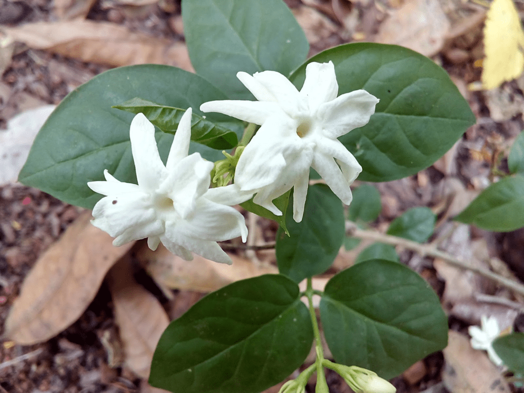 1024x768 How To Get More Flowers In A Mogra Plant?