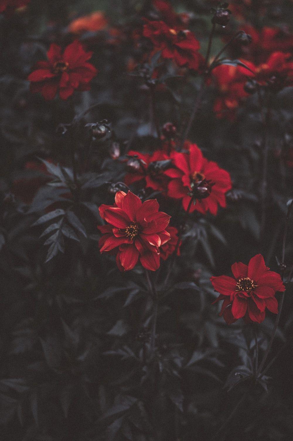 Featured image of post Aesthetic Background Flowers Red - Download flowers background stock photos.