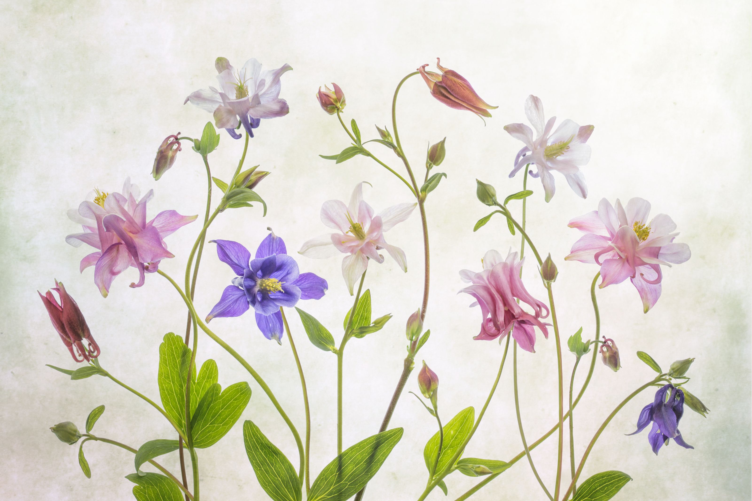 Columbine Wallpapers - Top Free Columbine Backgrounds - WallpaperAccess