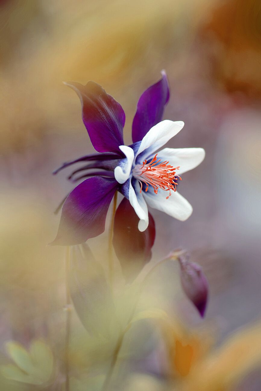 Columbine Wallpapers - Top Free Columbine Backgrounds - WallpaperAccess