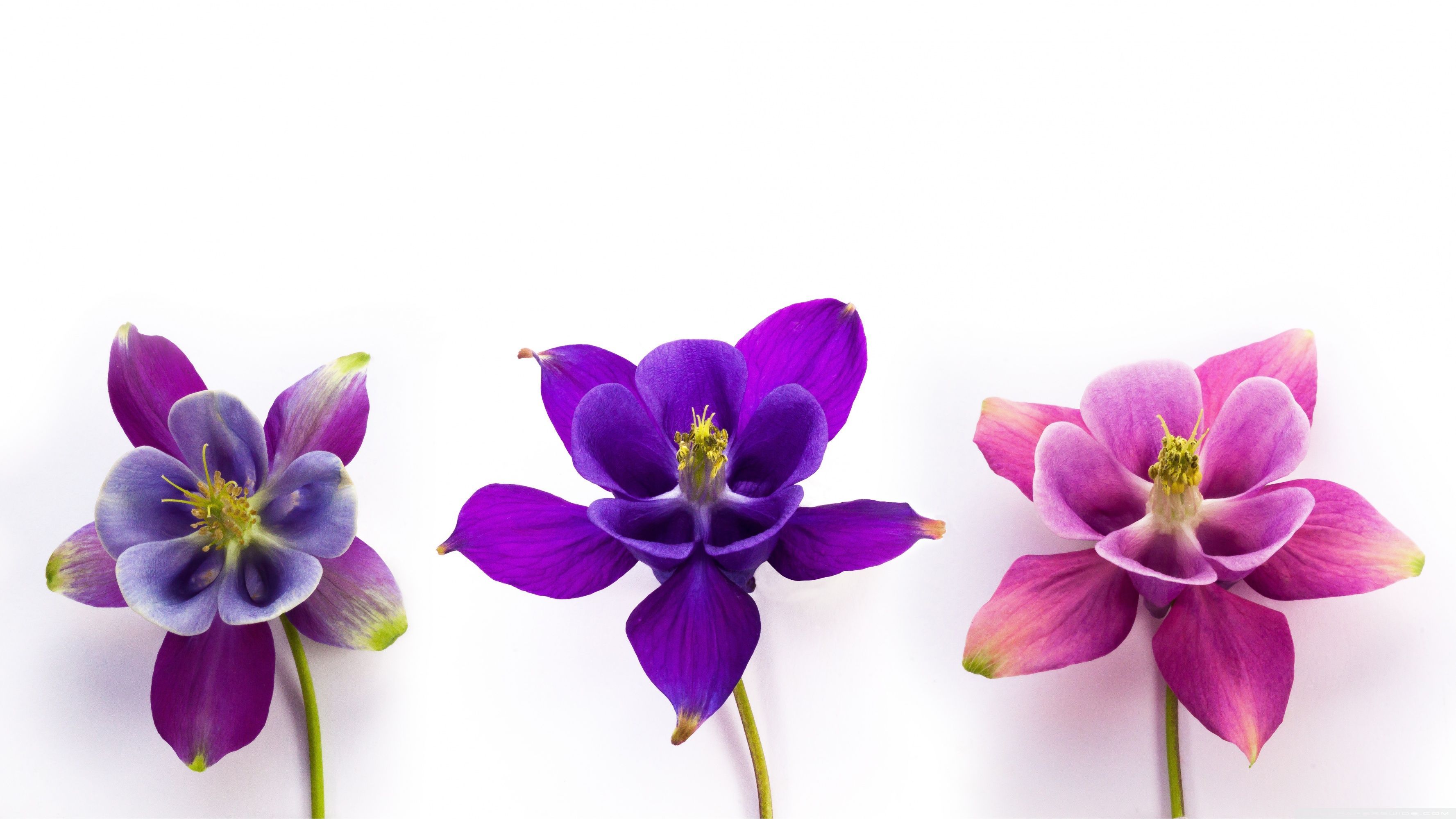 3554x1999 Columbine Flowers Ultra HD Desktop Background Wallpaper for 4K UHD TV : Multi Display, Dual Monitor : Tablet