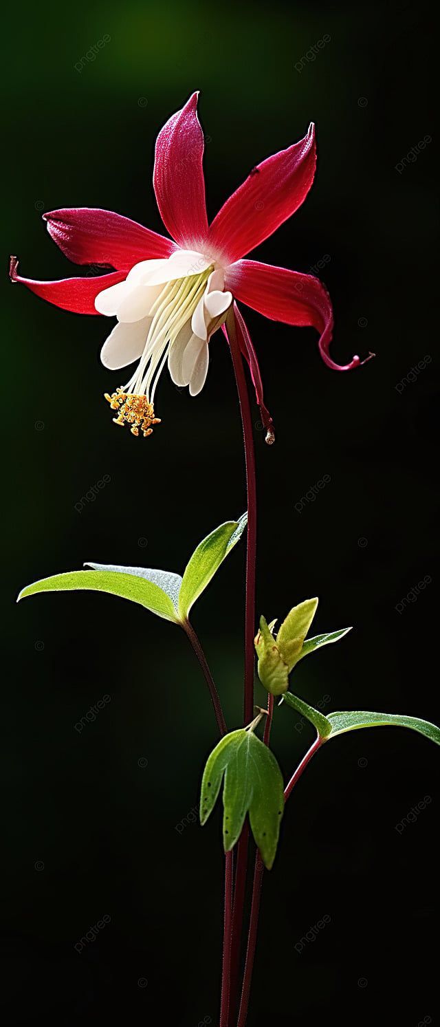 640x1493 Blooming Columbine Background Wallpaper Image For Free Download