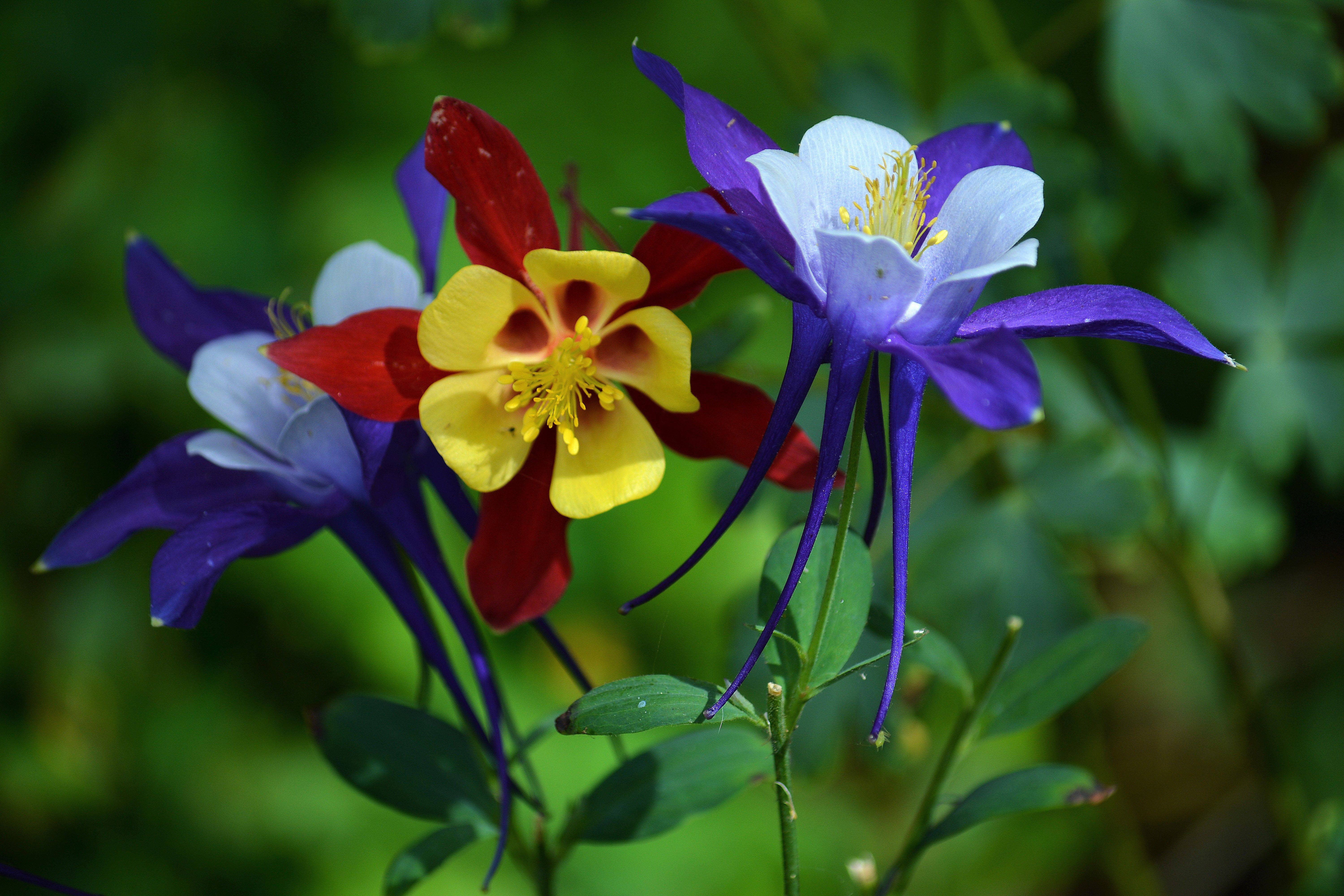 6000x4000 Columbine Flowers