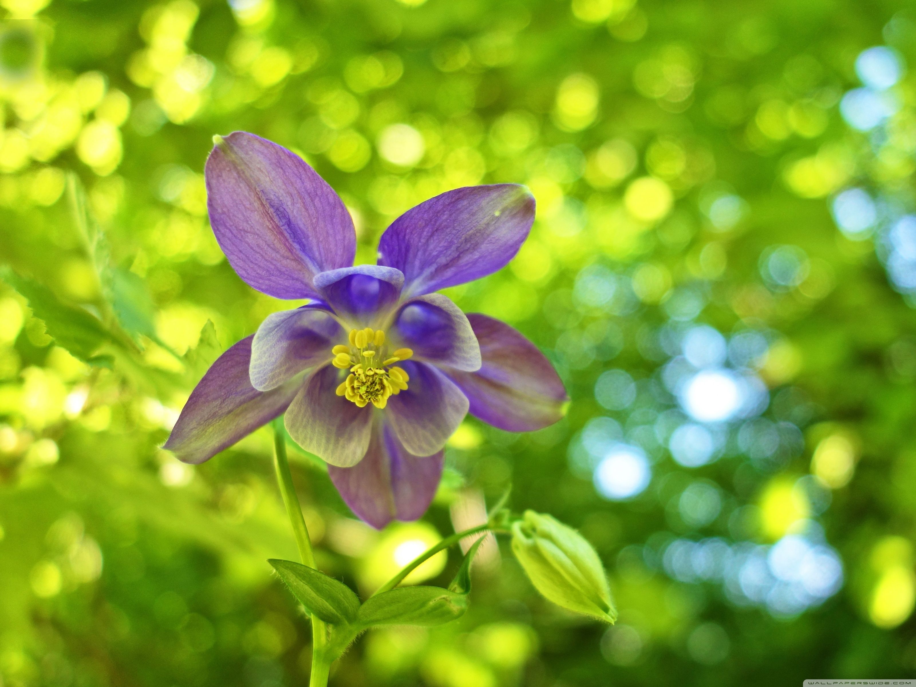 3200x2400 Columbine Flower, Green Bokeh Background Ultra HD Desktop Background Wallpaper for 4K UHD TV : Widescreen & UltraWide Desktop & Laptop : Tablet