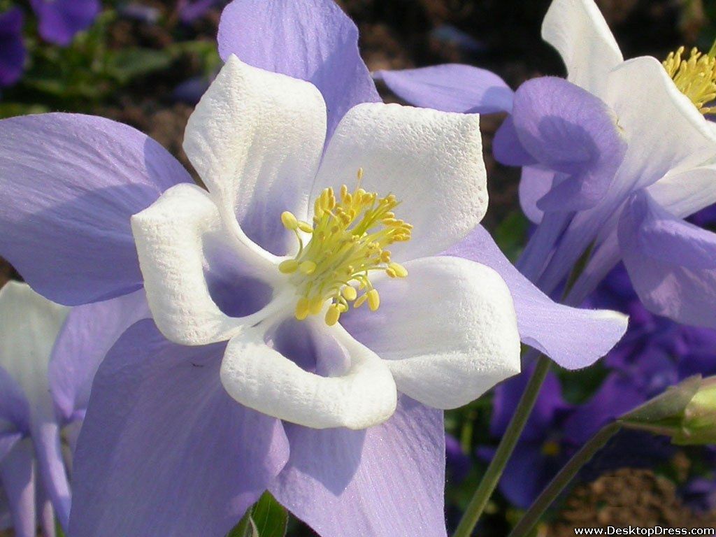 1024x768 Desktop Wallpaper Flowers Background Columbine