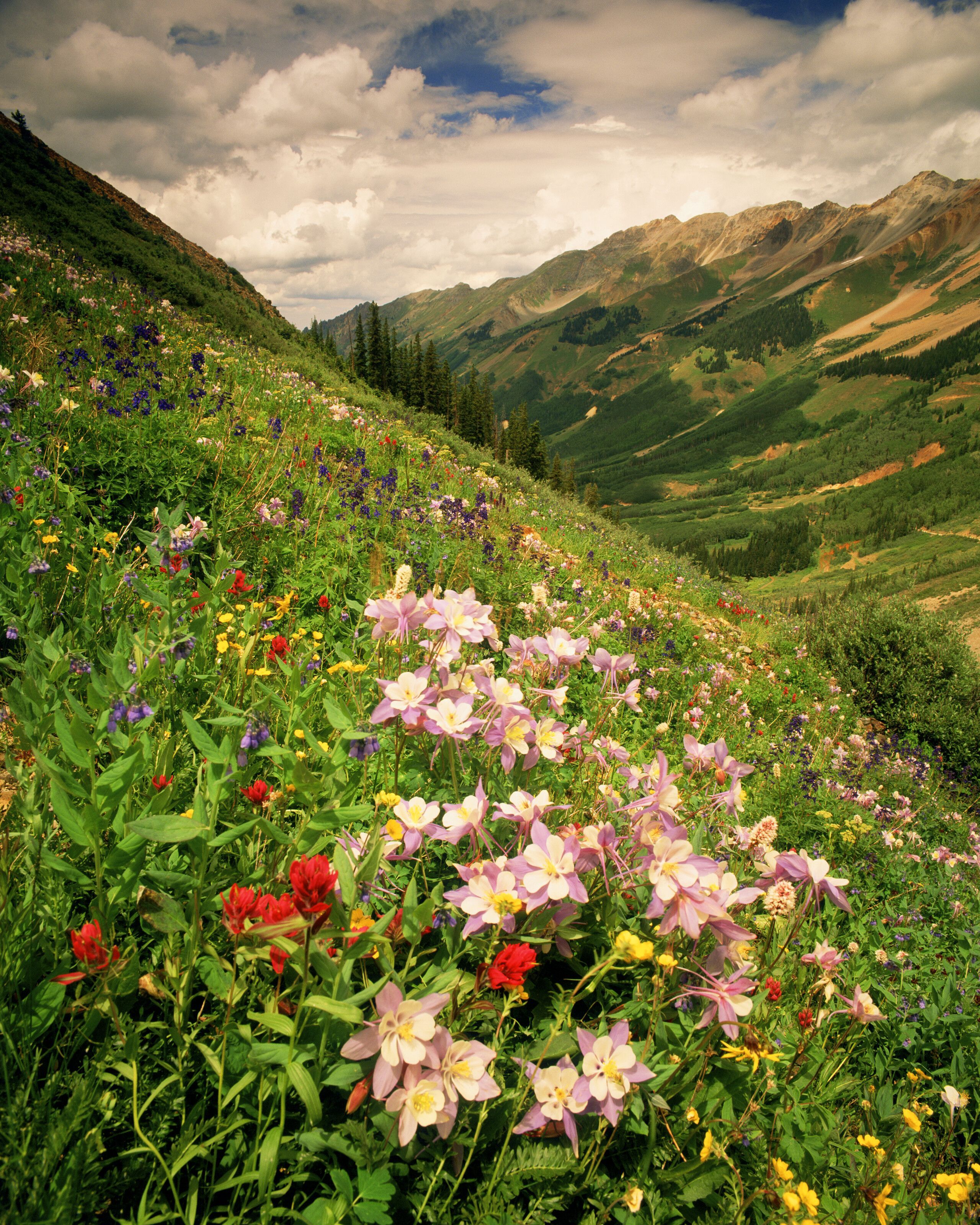 2560x3200 Columbine On Ophir Pass Mural Wallpaper Your Way