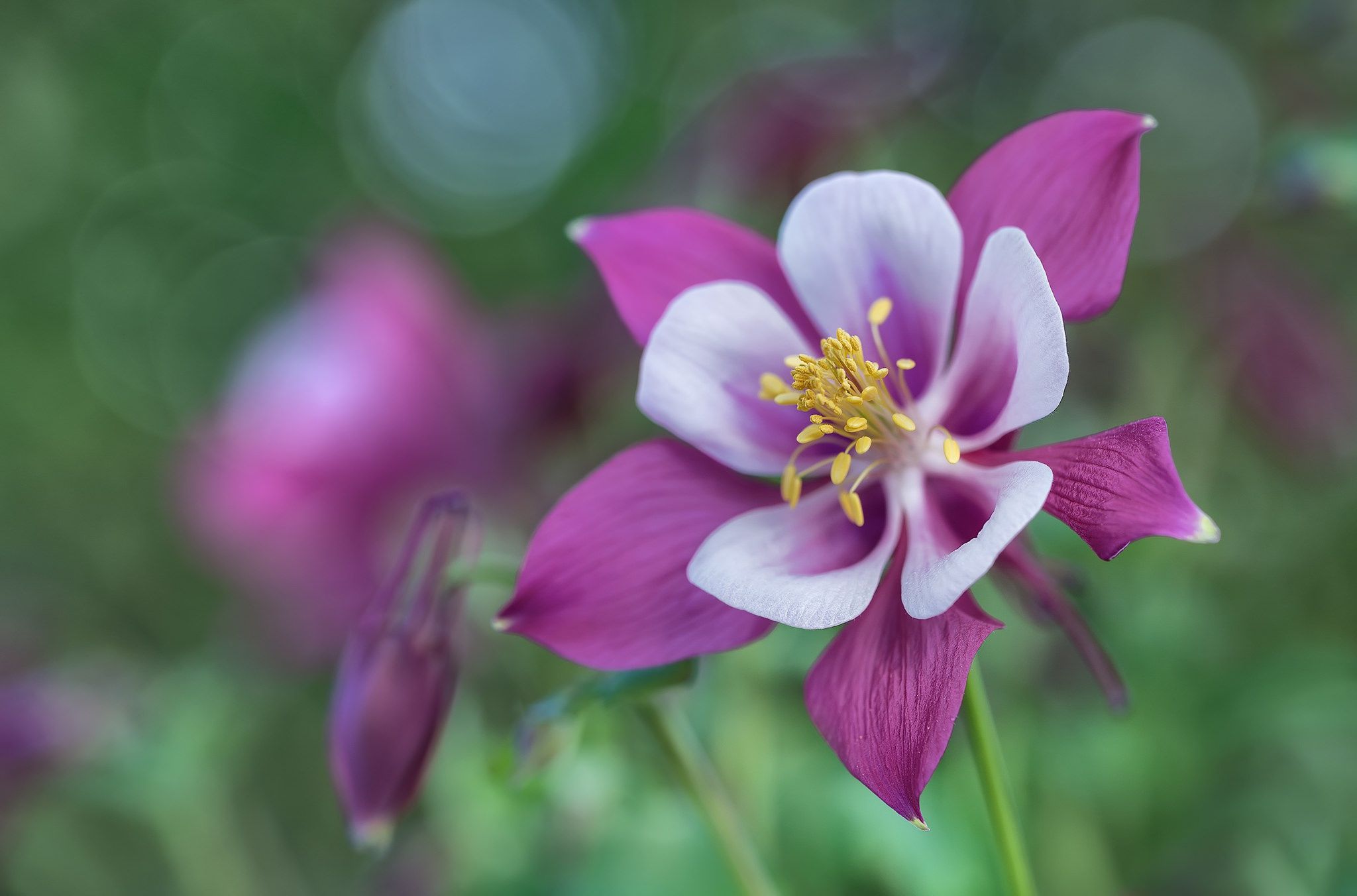 2048x1352 Nature Columbine HD Wallpaper By Carlos García Donas Fernández