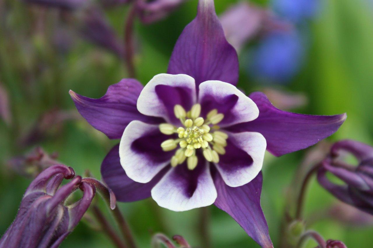 1280x853 Columbine Shooting Anniversary. Confessions of a Jesus Freak
