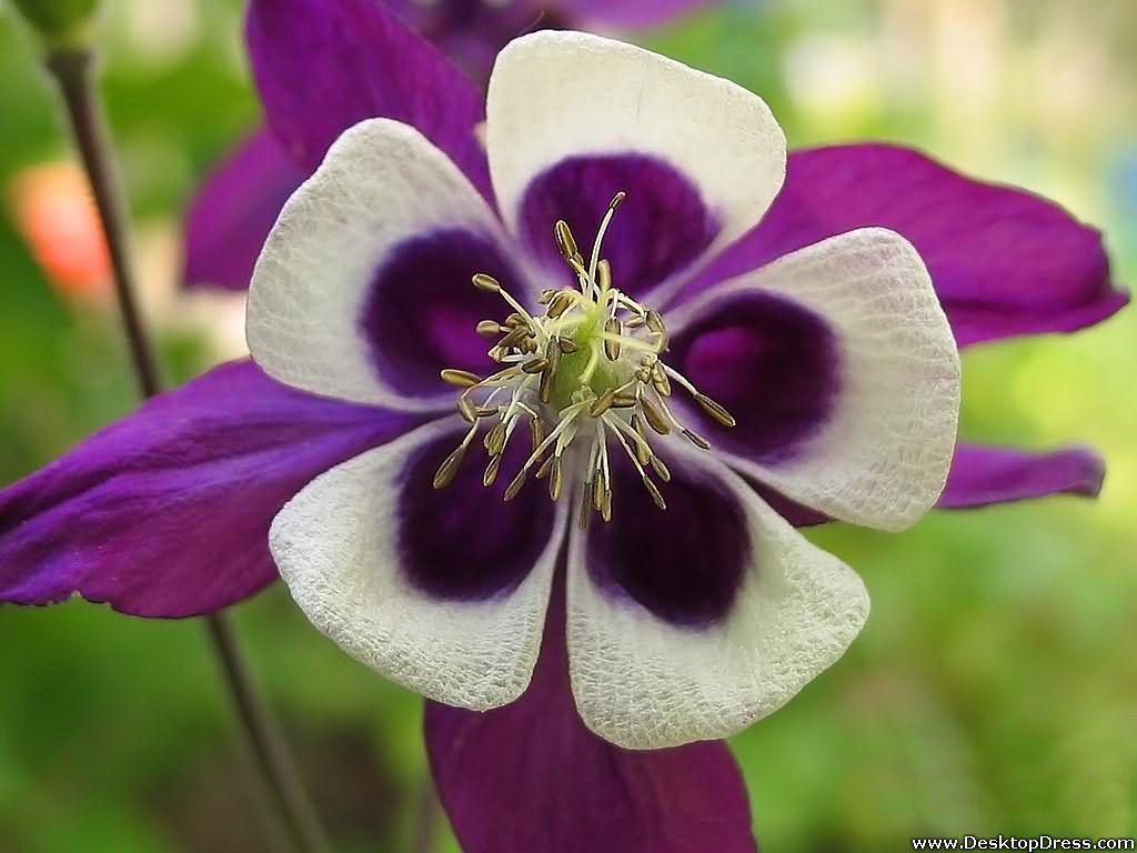 1024x768 Desktop Wallpaper Flowers Background Columbine