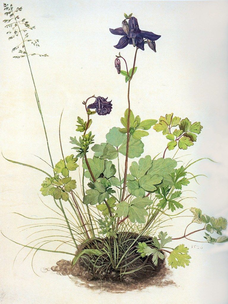 768x1024 Dürer Columbine Wallpaper. Painting by Albrecht Dürer of a