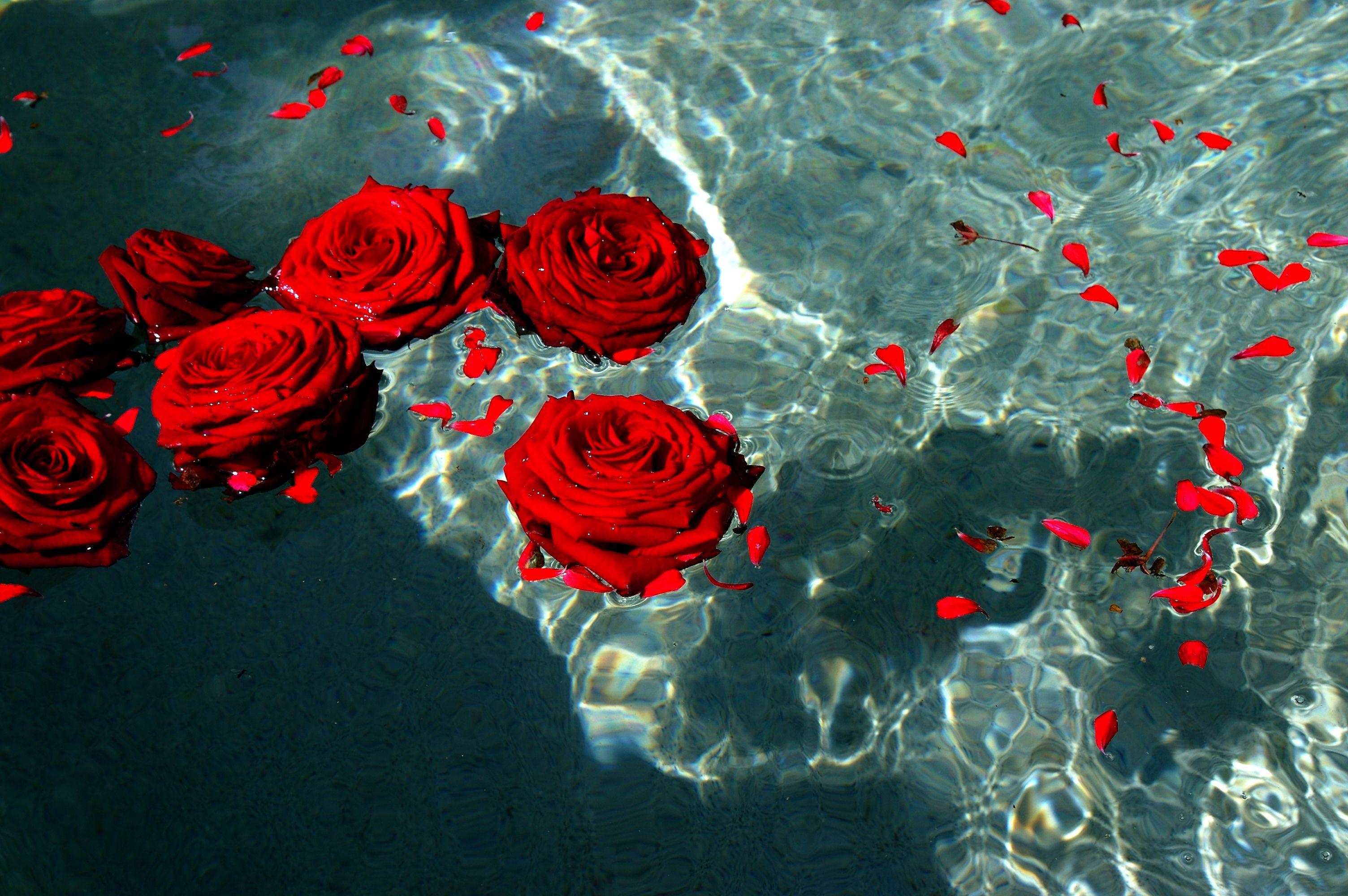 Red Roses Aesthetic Wallpapers  Wallpaper Cave