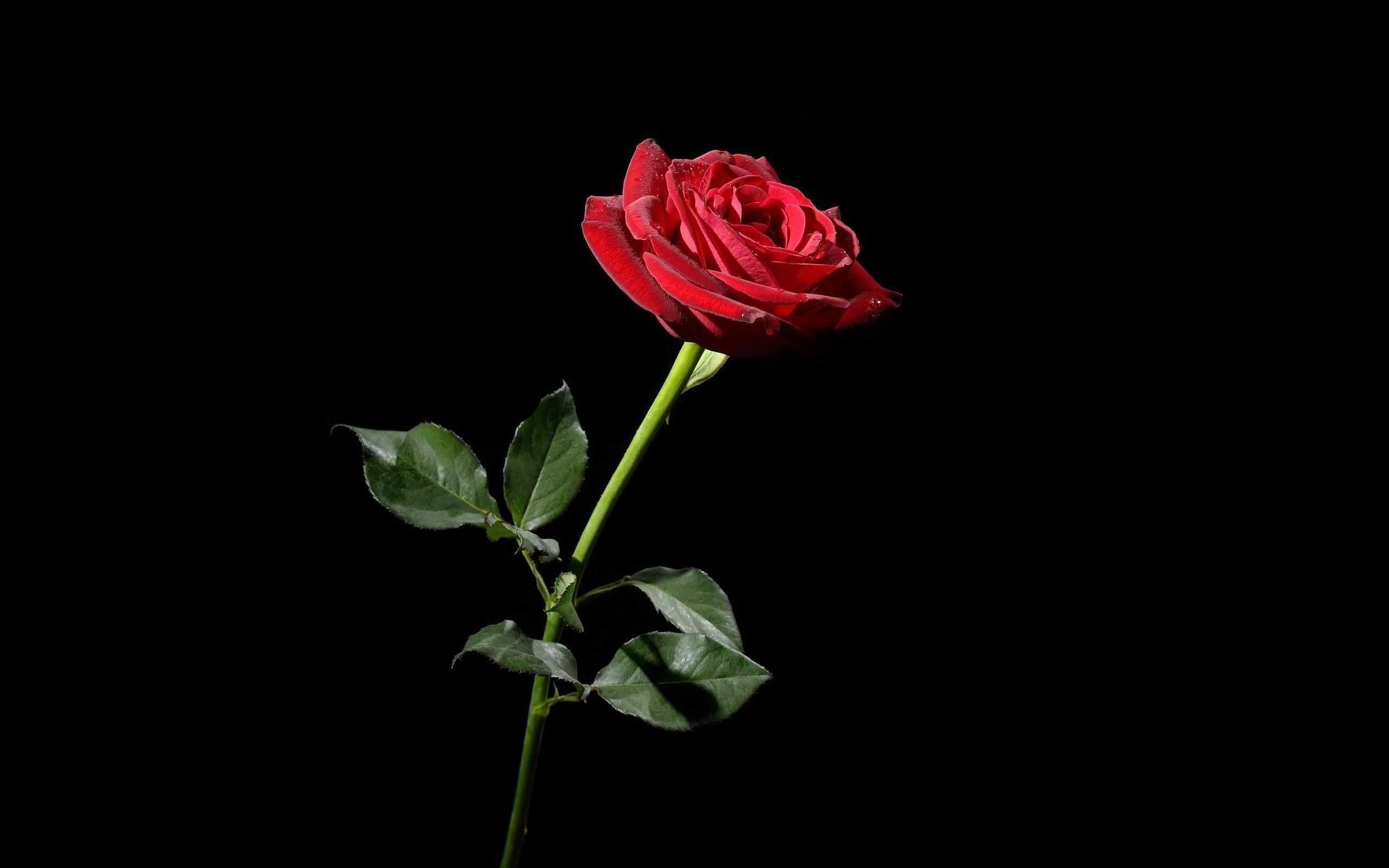 2560x1600 Hoa hồng đỏ với nền đen
