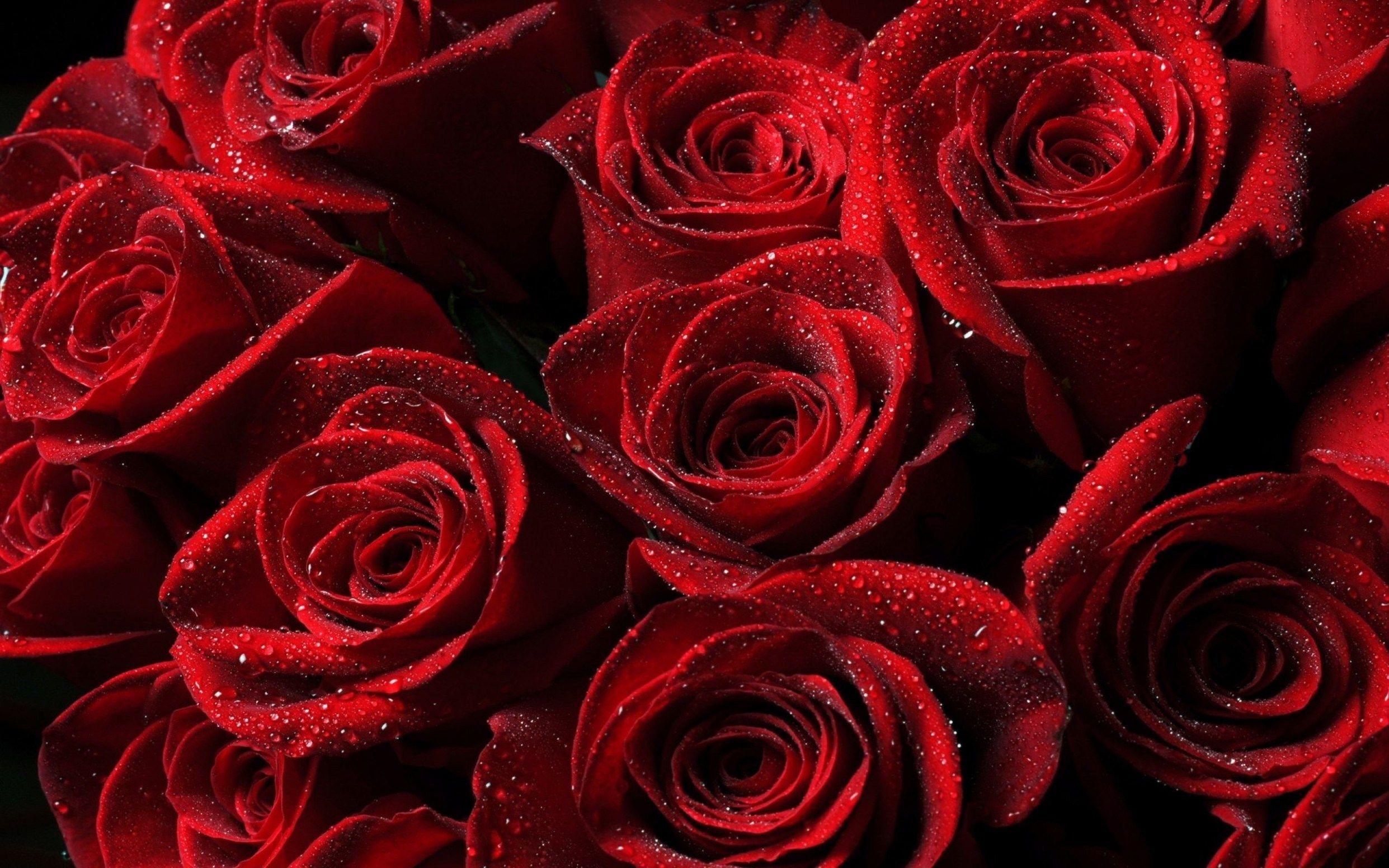 Hình nền 2483x1552 Red Roses Wallpaper â ????  hoa màu đỏ thẩm mỹ
