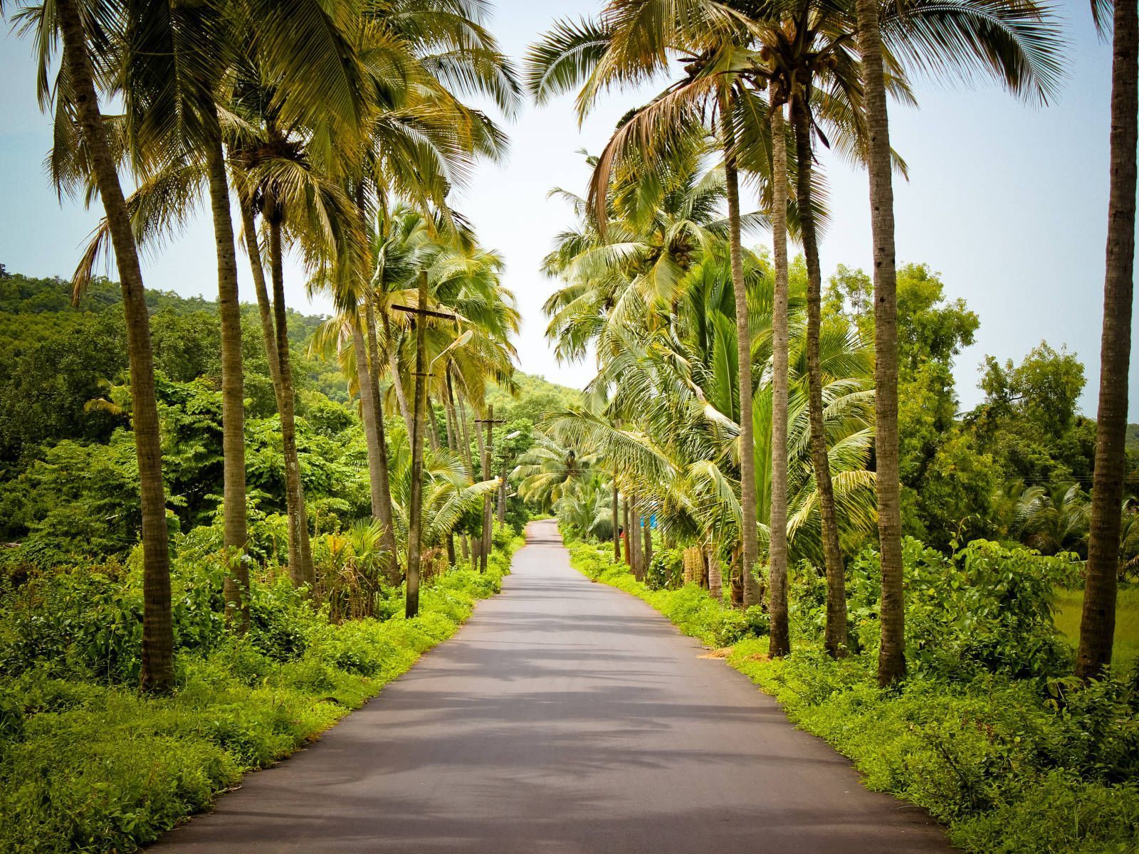1600x1200 Download Goa India Pathway With Palm Trees Wallpaper