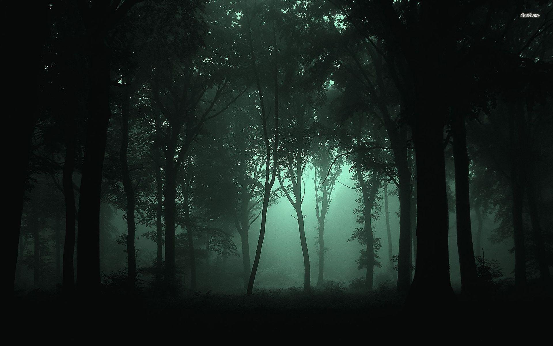 Forest at Night Wallpapers - Top Free Forest at Night Backgrounds -  WallpaperAccess
