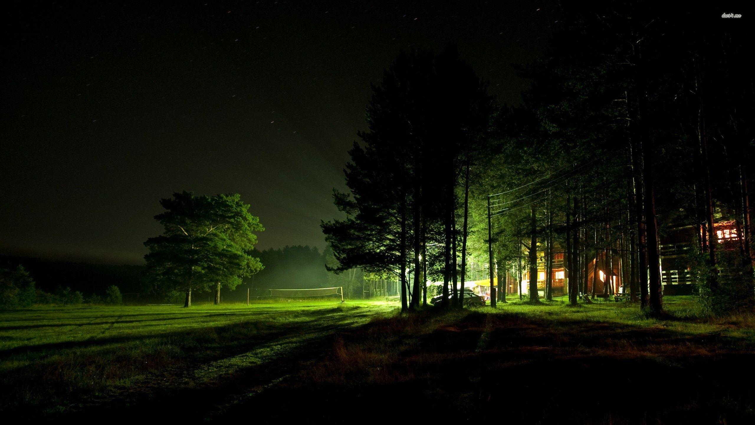 2560x1440 Green lights in the forest night wallpaper wallpaper