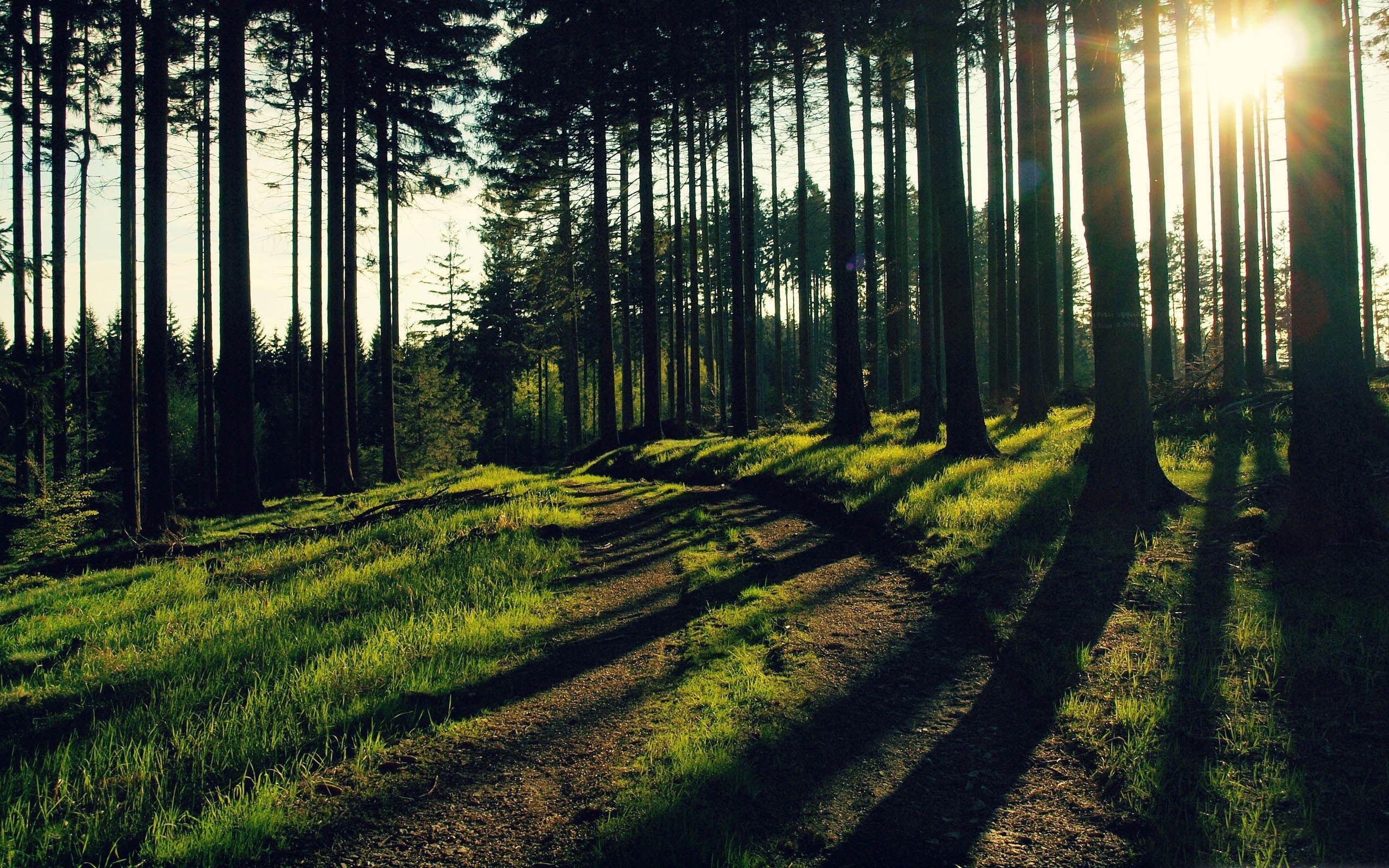 2560x1600 Forest Path At Night HD Wallpaper, Background Image