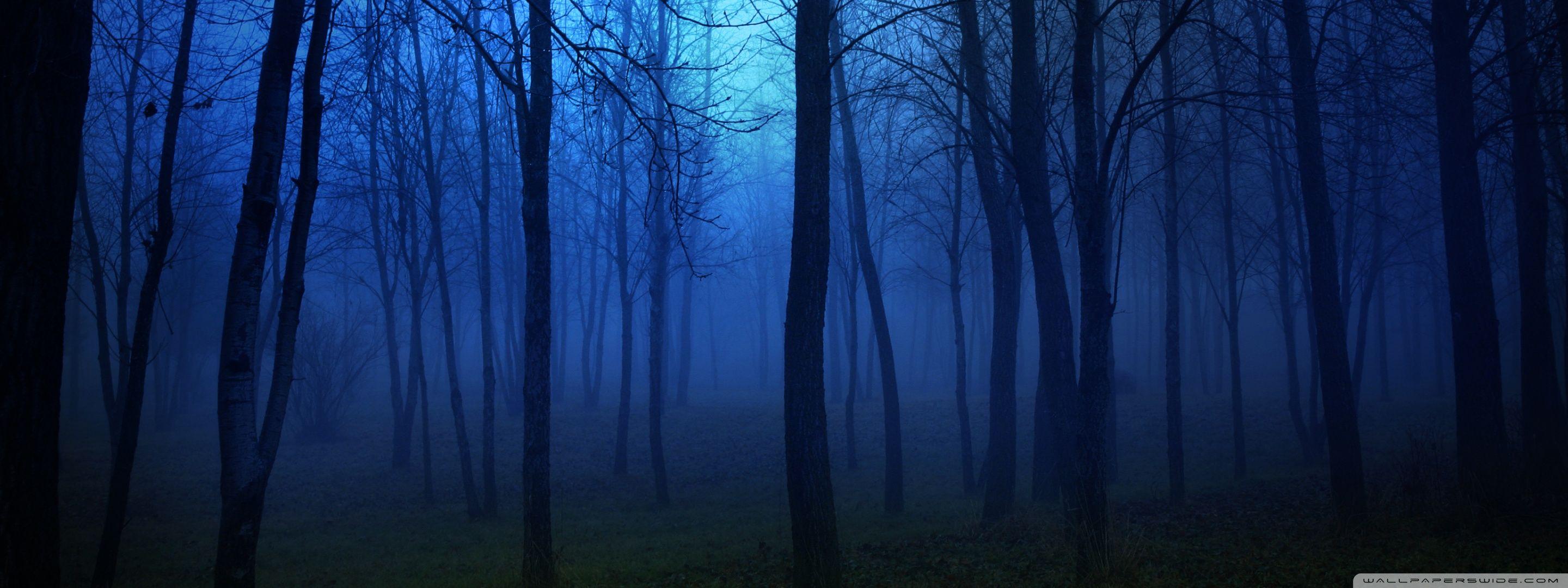 2880x1080 Night In The Forest ❤ 4K HD Desktop Wallpaper for • Dual Monitor