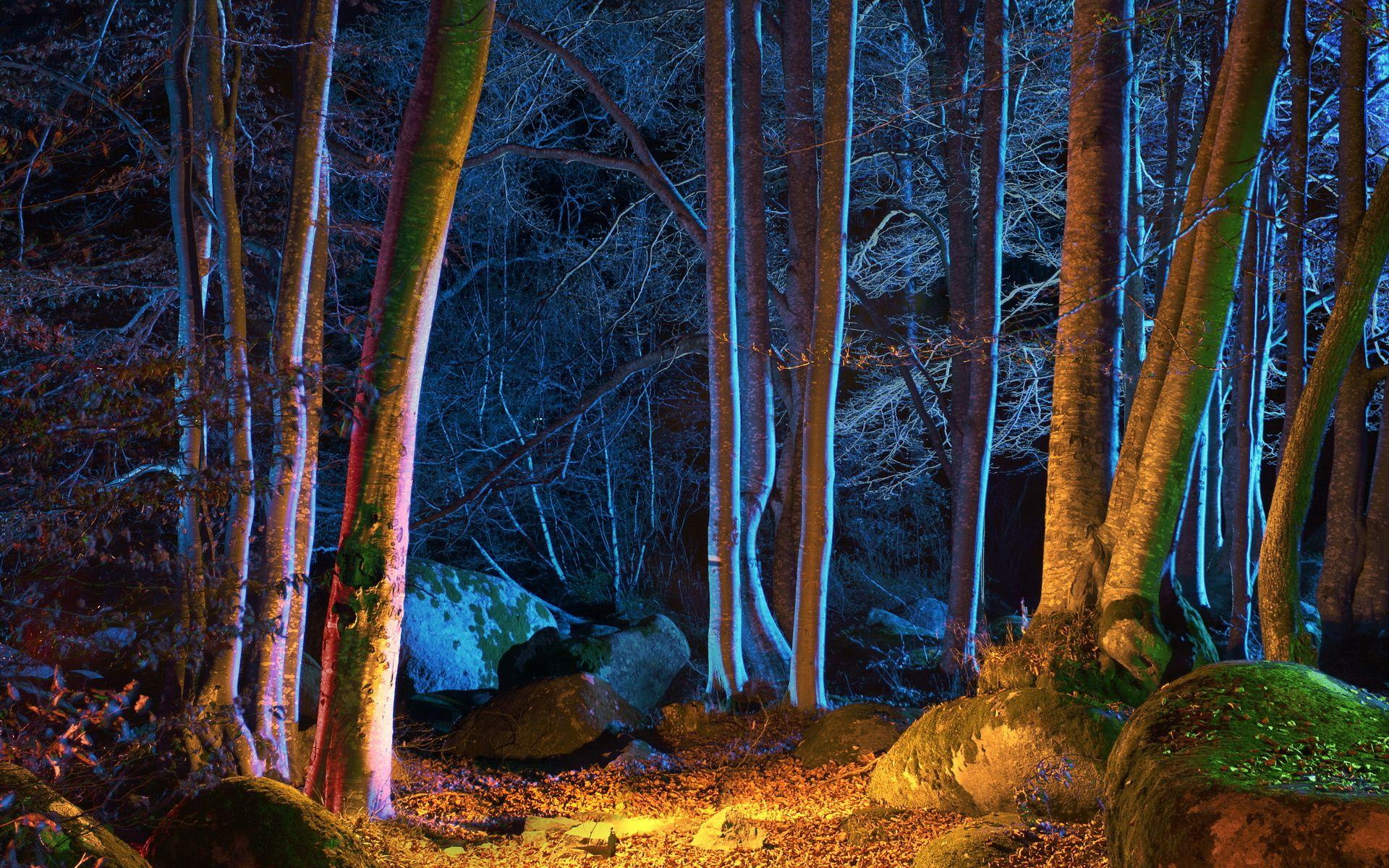 Forest At Night Wallpapers Top Free Forest At Night Backgrounds