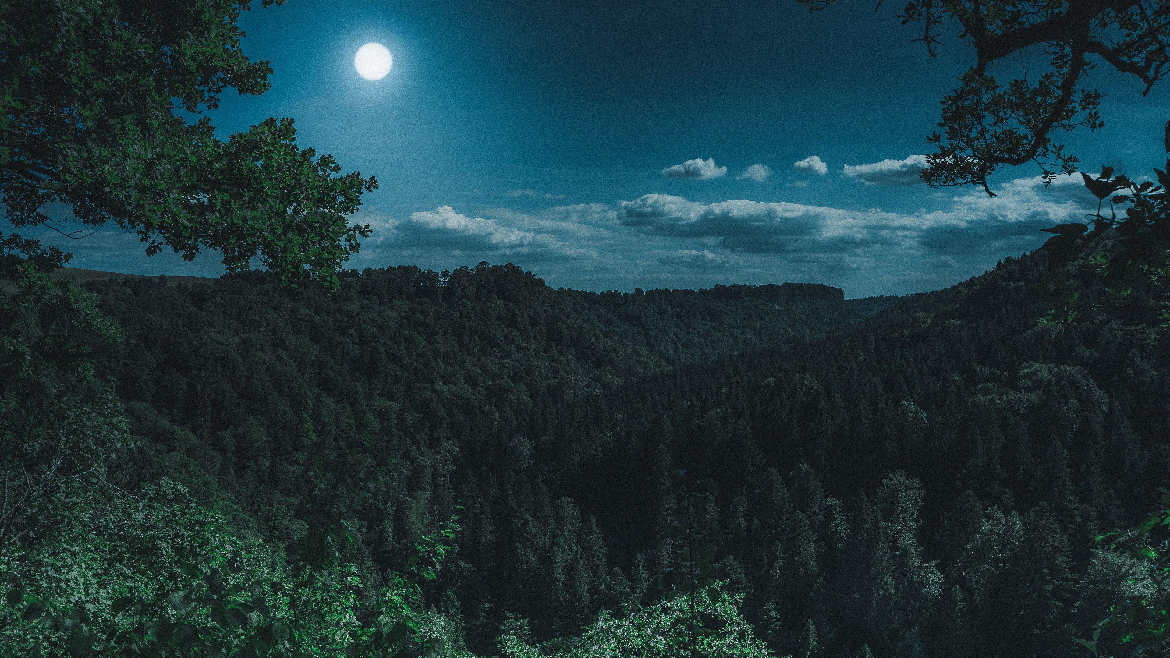 3840x2160 Wallpaper 4k Dark Night Forest View 4k 4k Wallpaper, Dark Wallpaper, Forest Wallpaper, Hd Wallpaper, Moon Wallpaper, Night Wallpaper, Photography Wallpaper