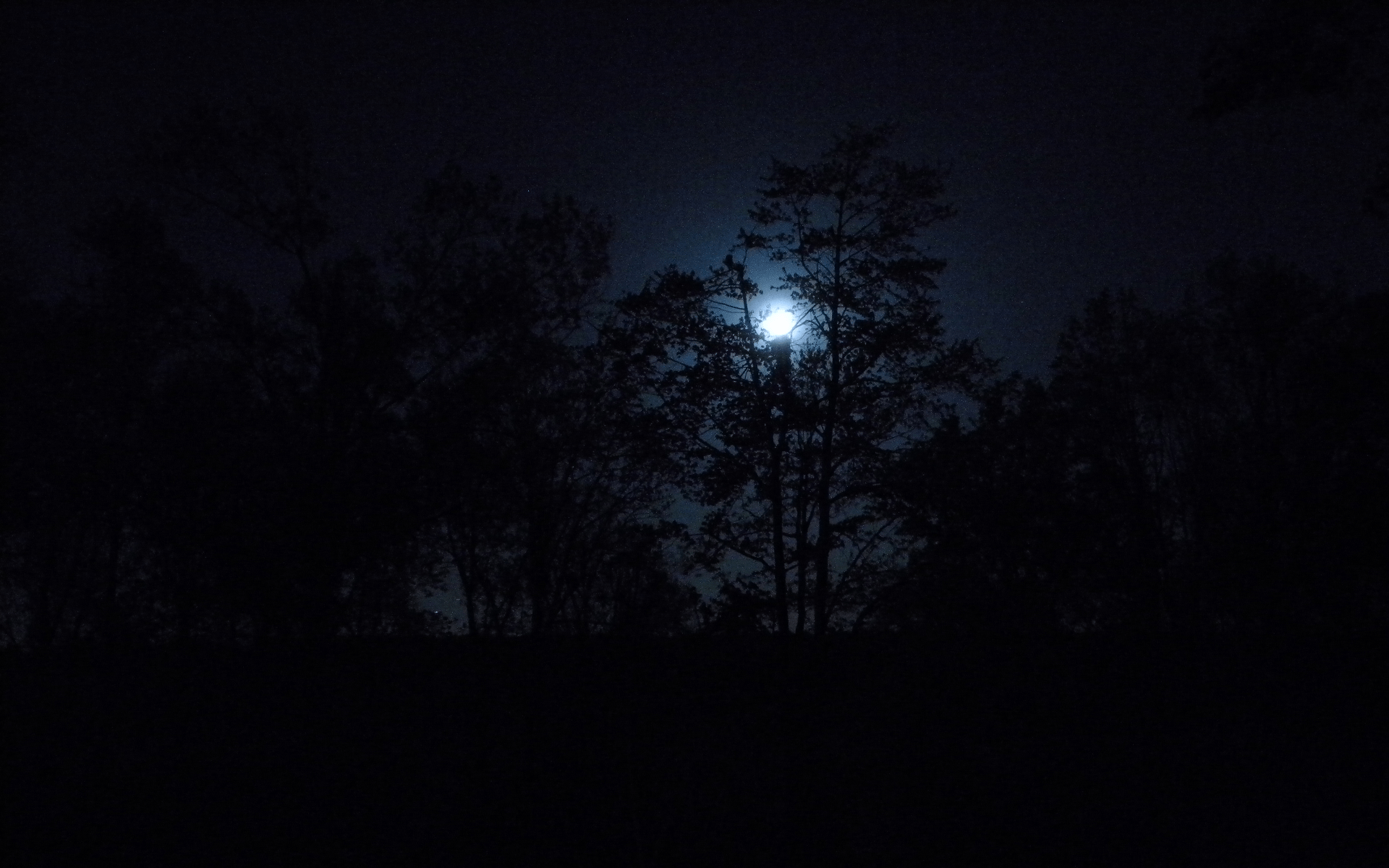 1920x1200 Type full. Spooky Dark Forest at Night in Moonlight, lap.0