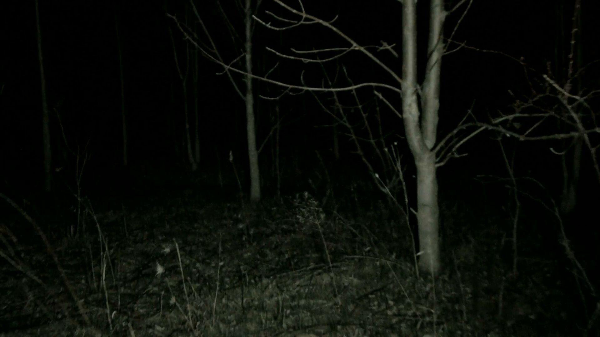 1920x1080 Spooky Forest Wallpaper