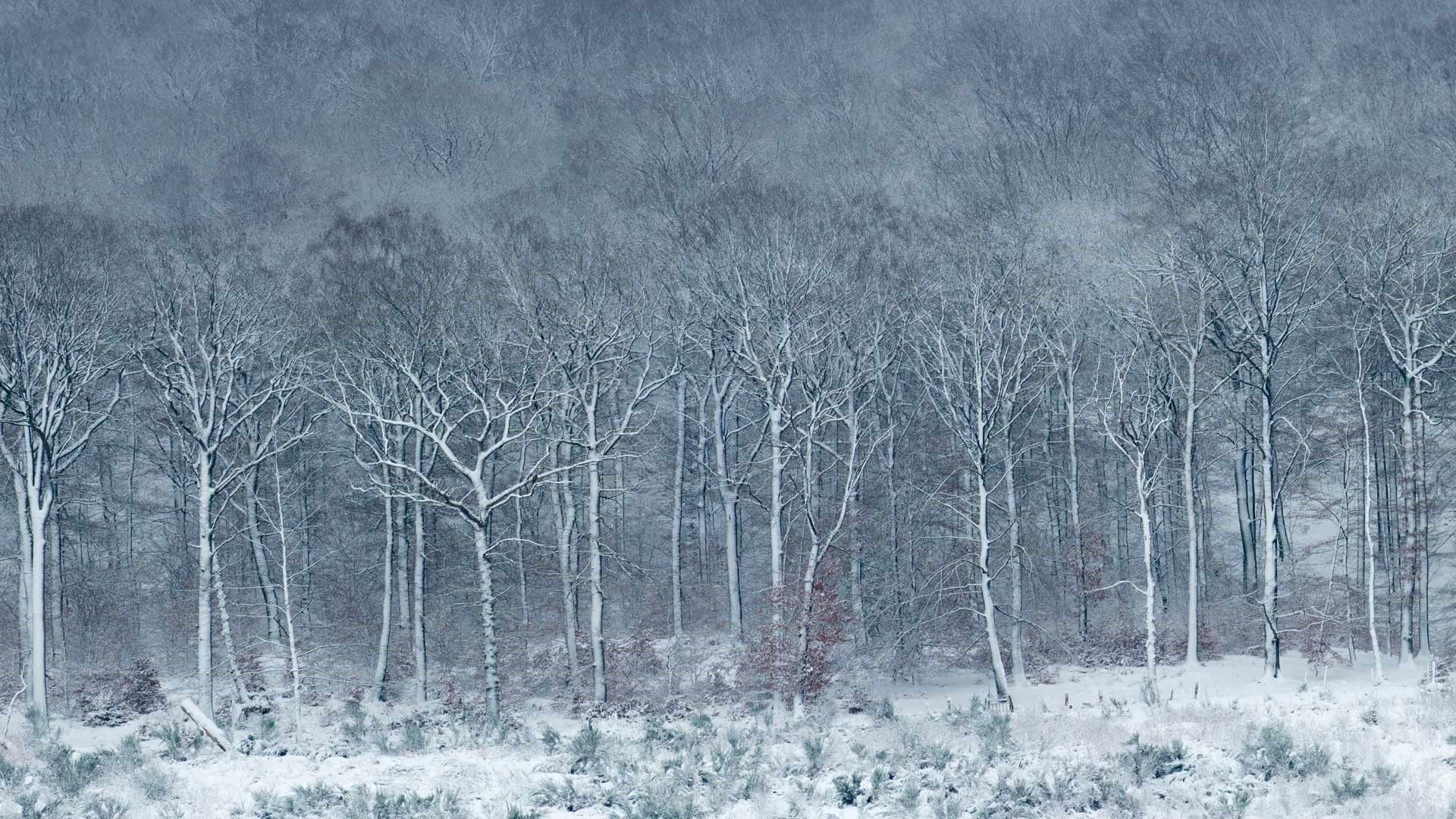 1920x1080 The Battle of the Bulge 75 years later