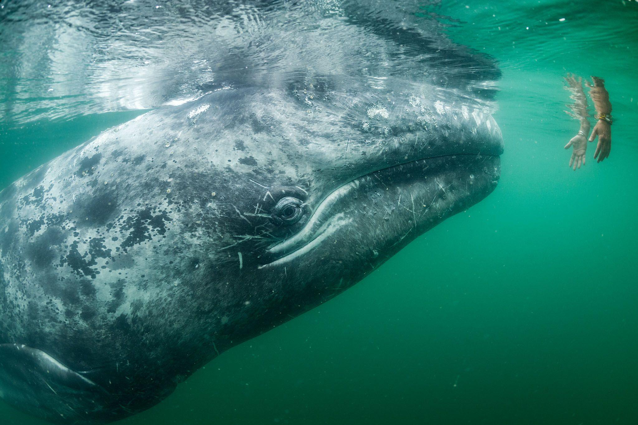 National Geographic Ocean Wallpapers - Top Free National Geographic ...