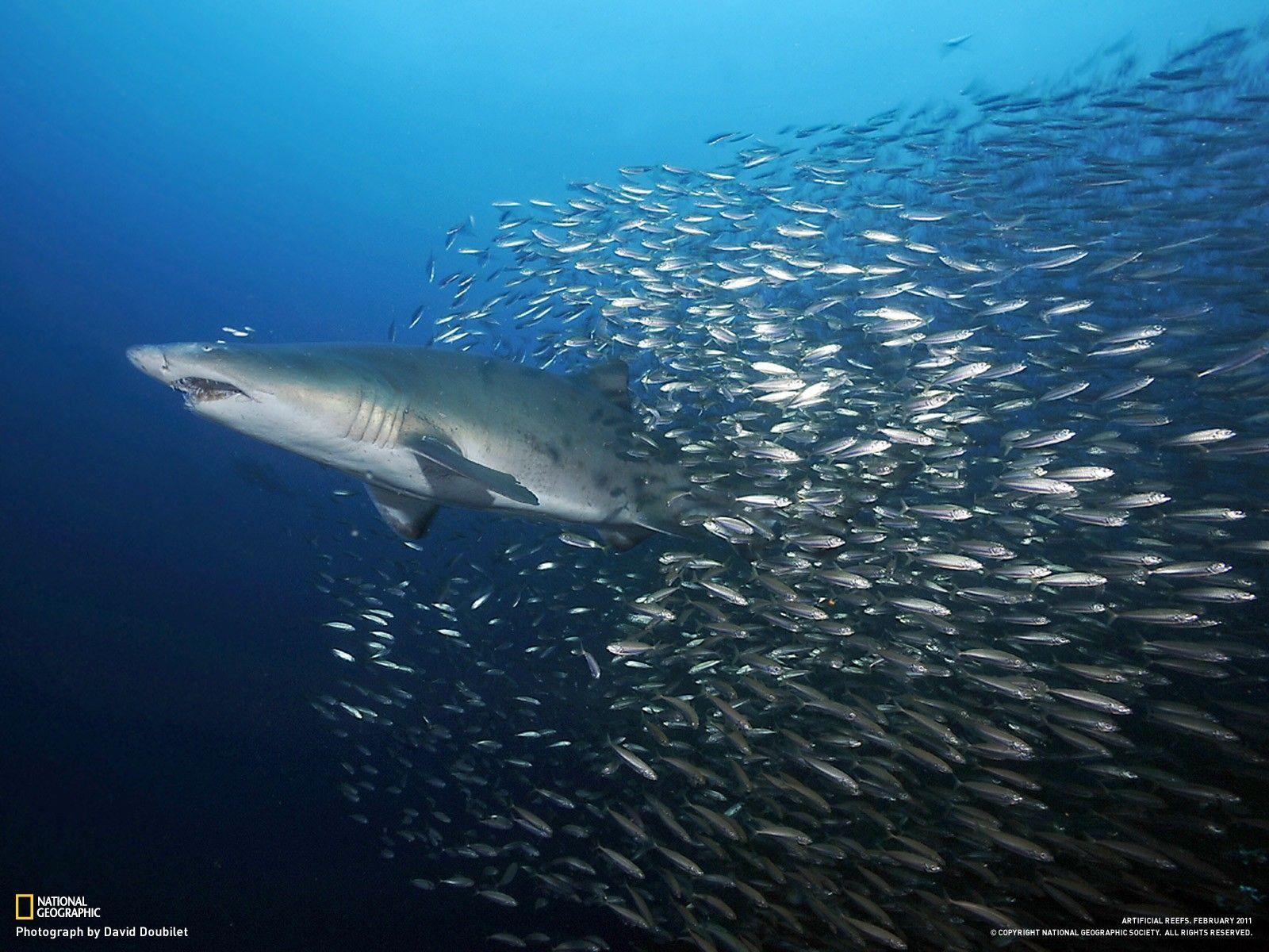 National Geographic Ocean Wallpapers - Top Free National Geographic ...