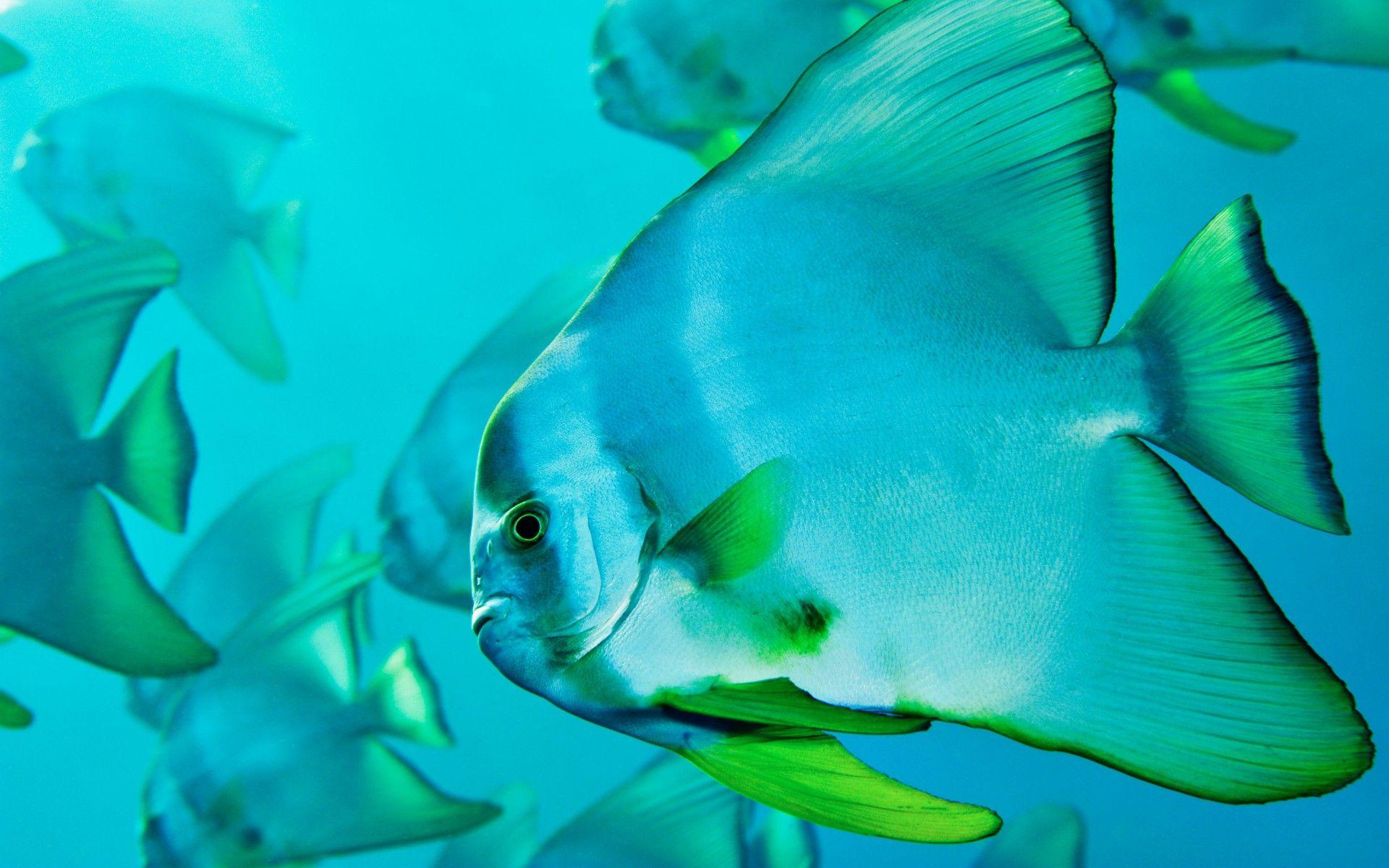 National Geographic Ocean Wallpapers - Top Free National Geographic ...