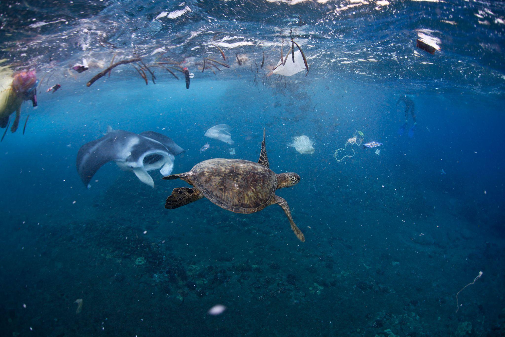National Geographic Ocean Wallpapers - Top Free National Geographic ...