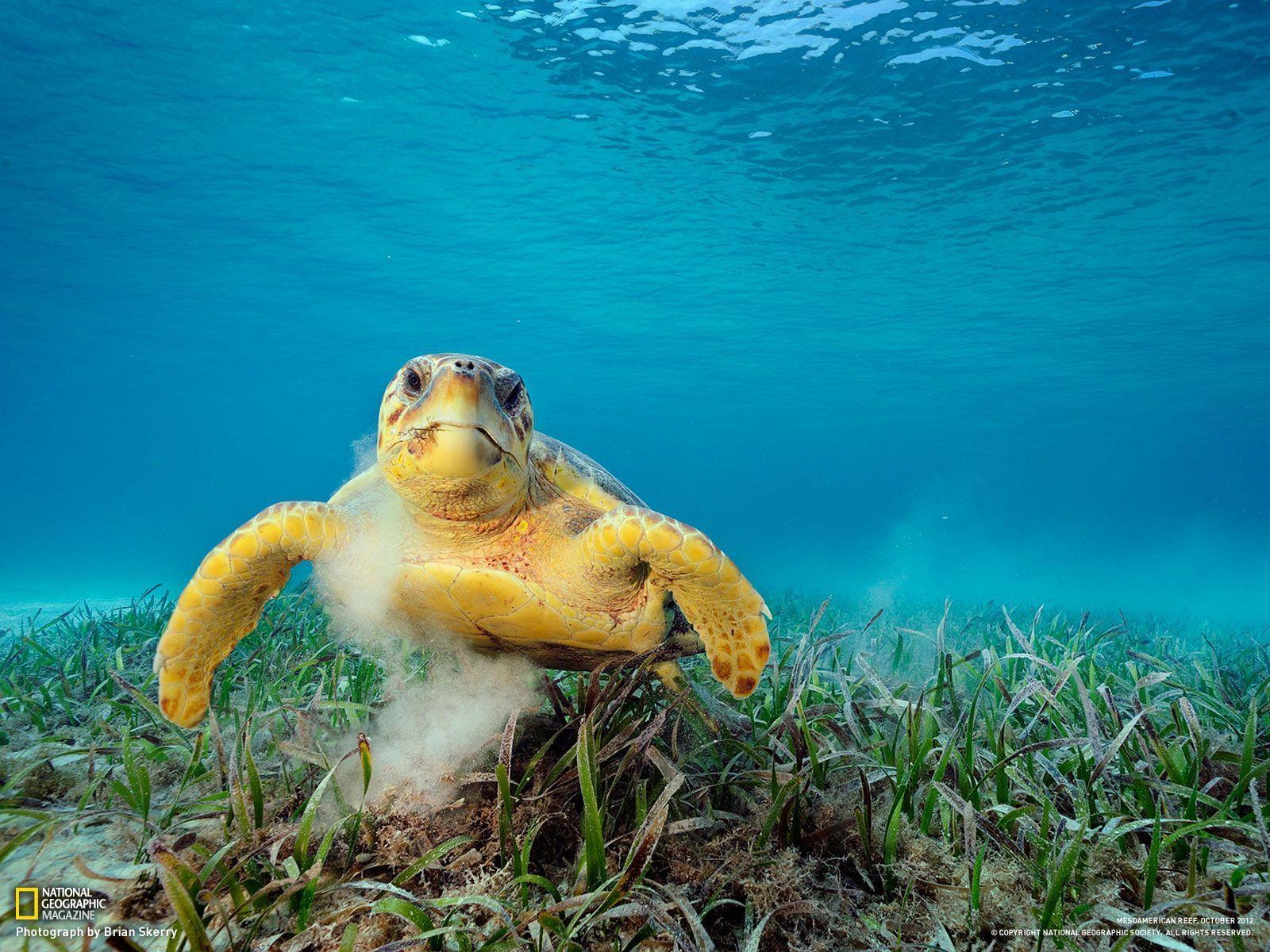 National Geographic Ocean Wallpapers - Top Free National Geographic ...