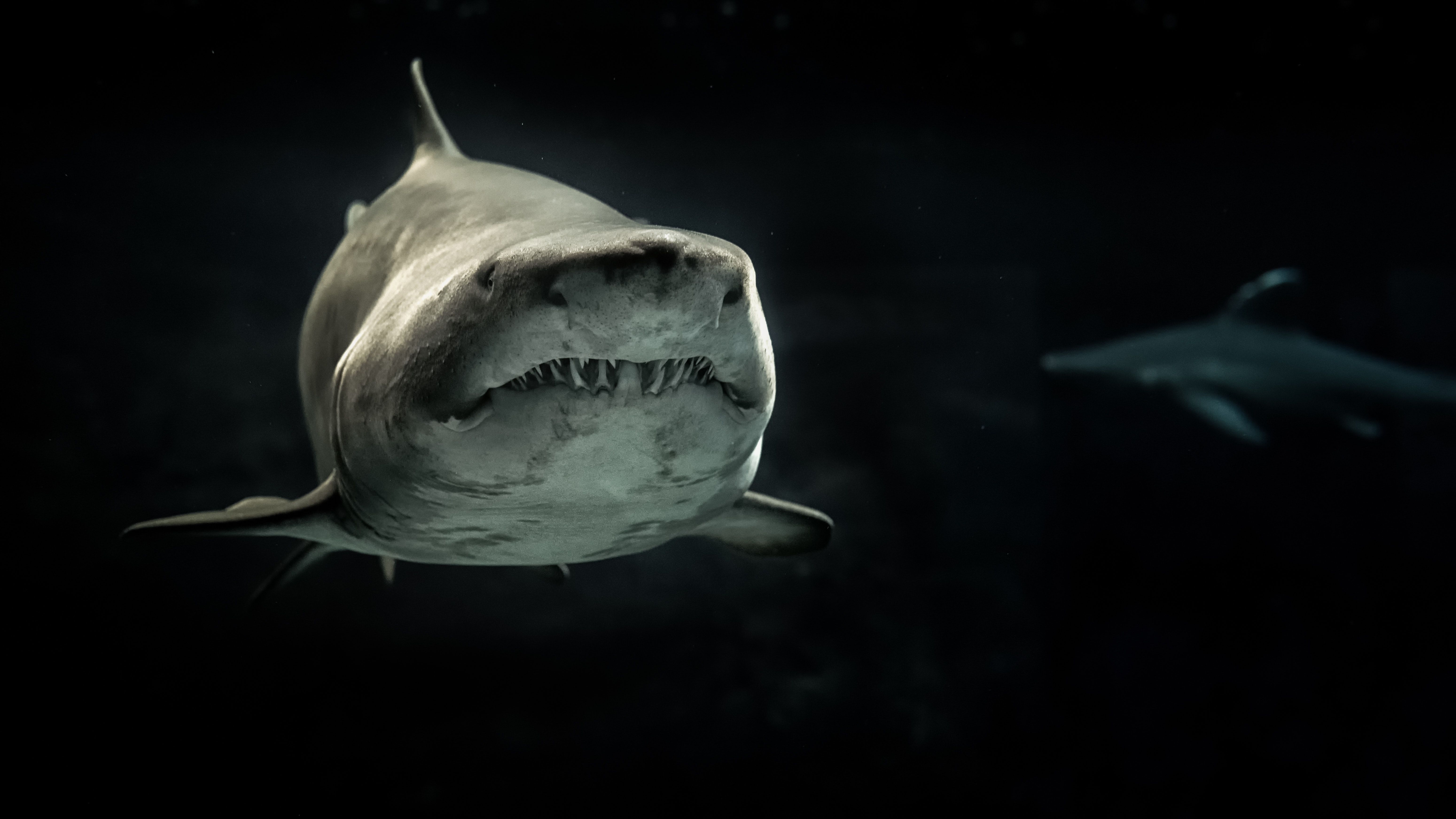 6197x3486 Best Shark Photo · 100% Free Downloads